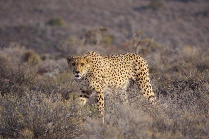 Sanbona Wildlife Reserve return private transfers from Cape Town 1