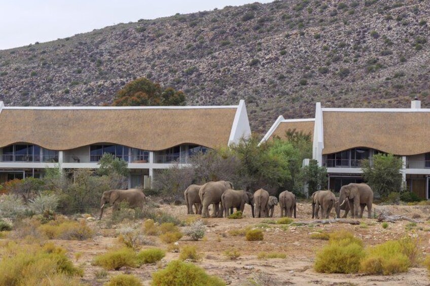 Sanbona Wildlife Reserve return private transfers from Cape Town 2