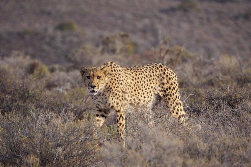 Sanbona Wildlife Reserve return private transfers from Cape Town 1
