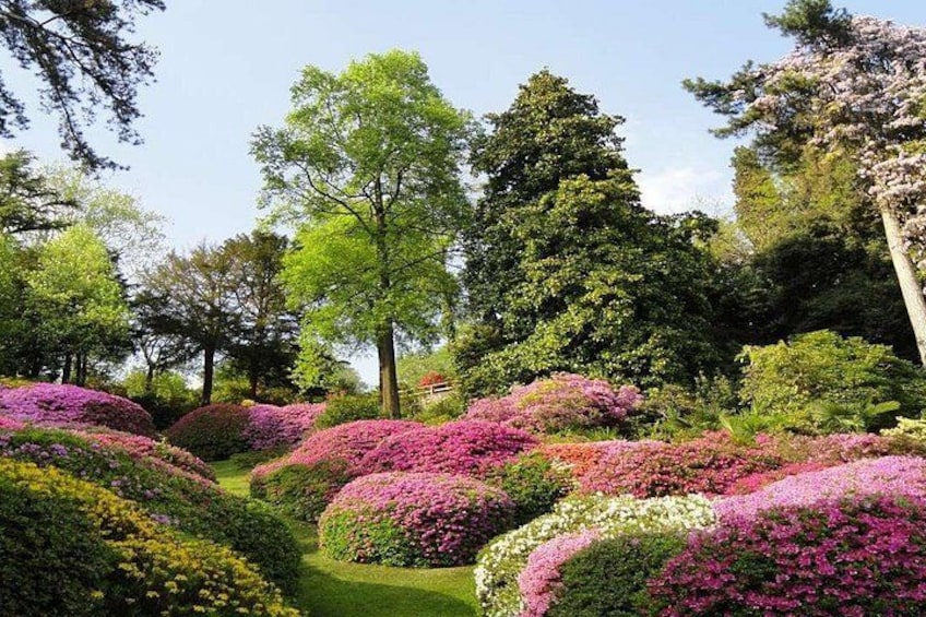 Een tuin met verschillende bloeiende struiken en bomen. 4