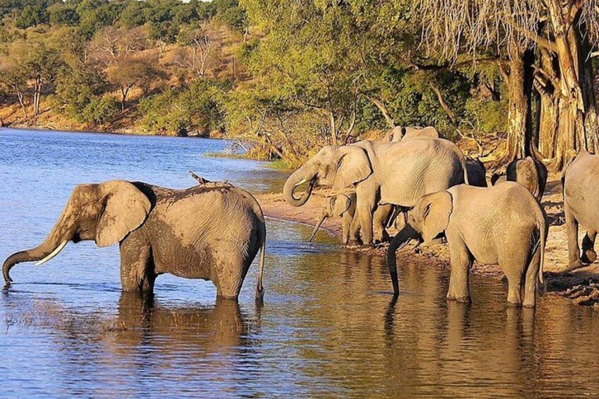 4 Day Garden Route and Botlierskop Game Reserve from Cape Town 1