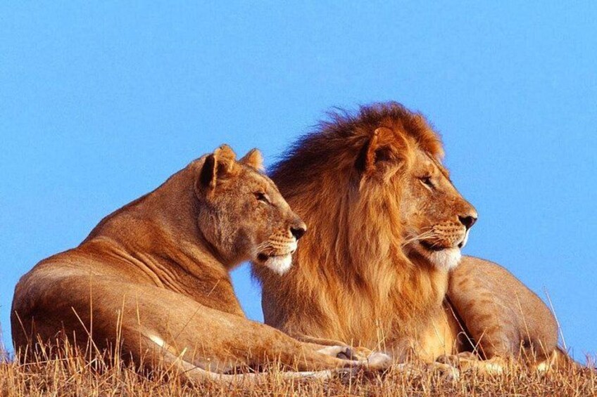 4 Day Garden Route and Botlierskop Game Reserve from Cape Town 5