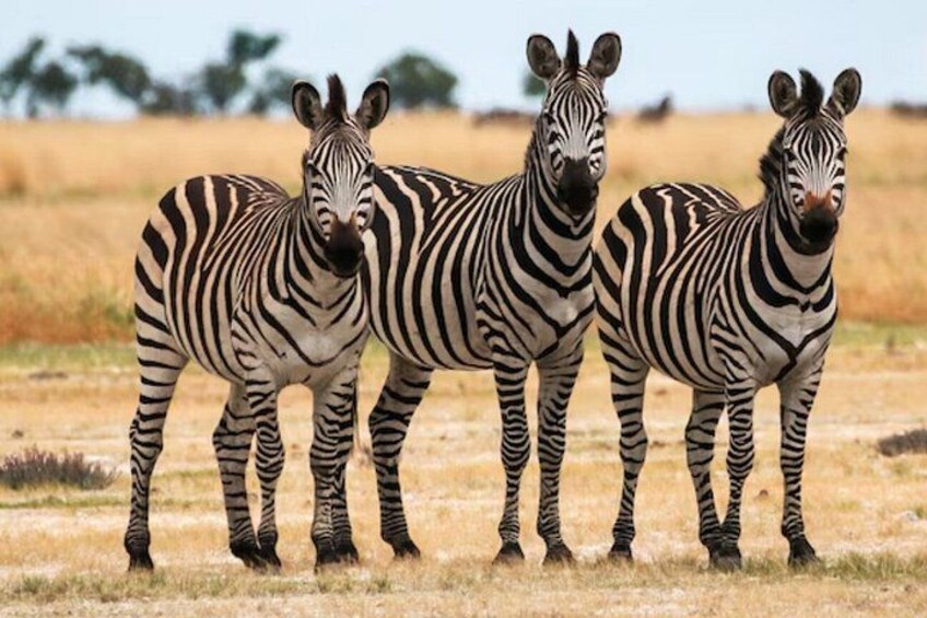 4 Day Garden Route and Botlierskop Game Reserve from Cape Town 2