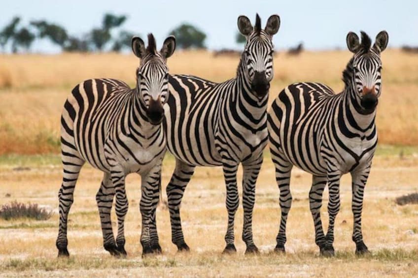 Full Day Hluhluwe Imfolozi Private Game Reserve from Durban 3