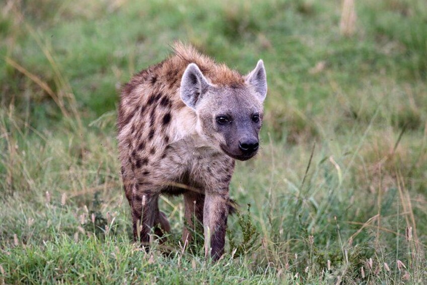 Full Day Hluhluwe Imfolozi Private Game Reserve from Durban 5