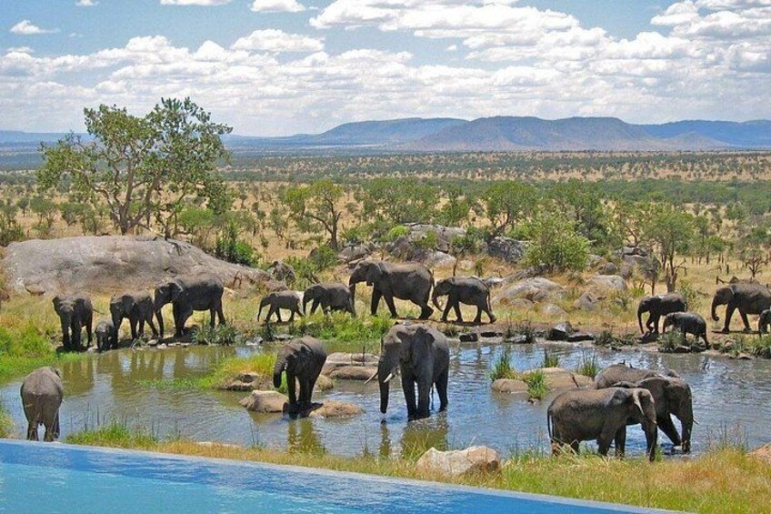 Full Day Hluhluwe Imfolozi Private Game Reserve from Durban 1
