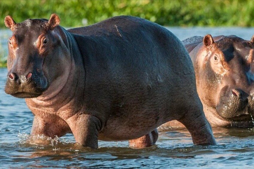 Full Day Hluhluwe Imfolozi Private Game Reserve from Durban 4