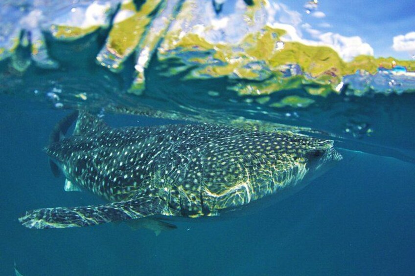 Full Day Shark Watching and Canyoneering in Cebu 1
