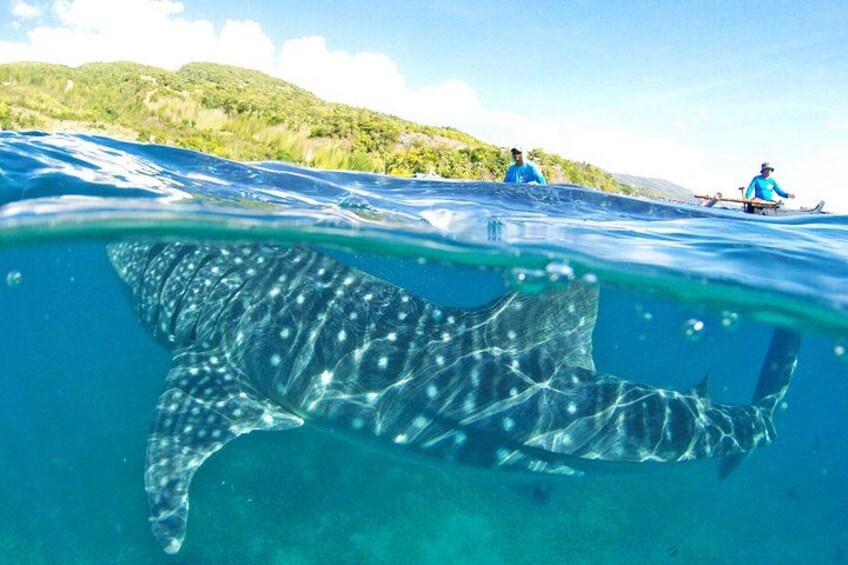 Full Day Shark Watching and Canyoneering in Cebu 3