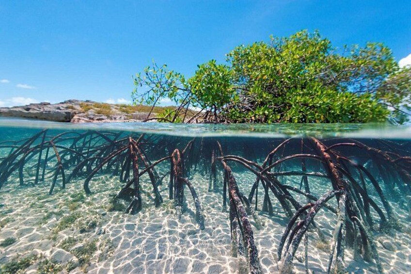 Mangrove Cay Tour 2