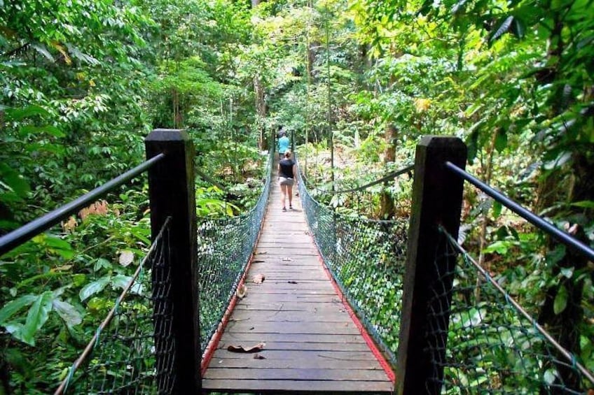 A wooden suspension bridge surrounded by dense green foliage. 4