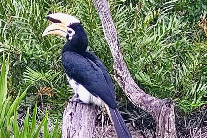 A bird with a large beak perched on a tree stump. 3