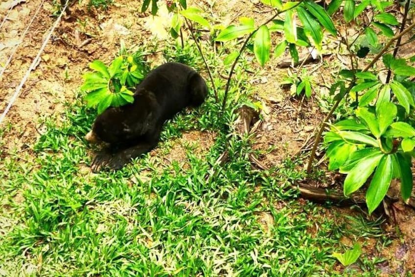 A bear lying on the ground surrounded by green grass and plants. 5