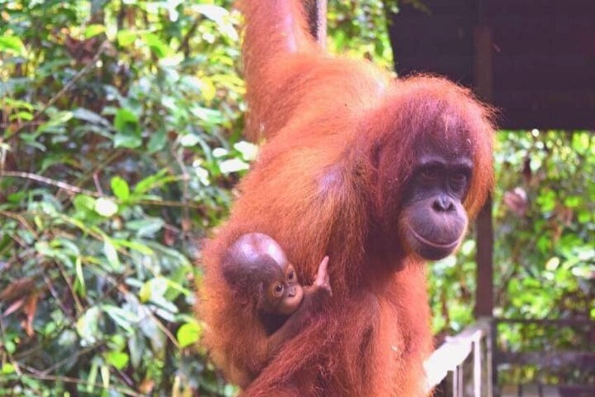 An orangutan with a baby, surrounded by dense green foliage. 2