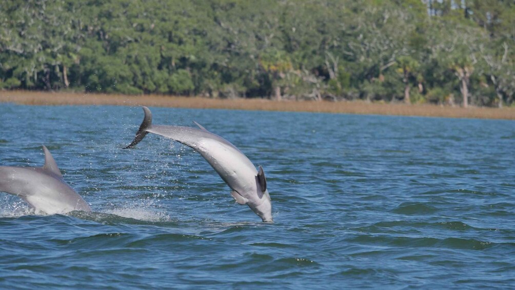 Dos delfines saltan del agua en una extensión acuática con una ribera boscosa al fondo. 1