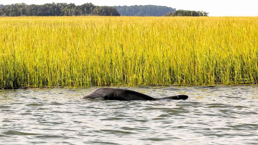 Picture 14 for Activity Hilton Head Island: Private Dolphin Tour | 2 Hours 5