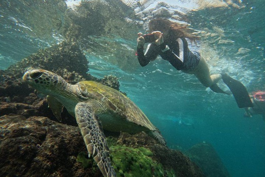 Un buzo nada bajo el agua cerca de una tortuga marina y terreno rocoso. 4