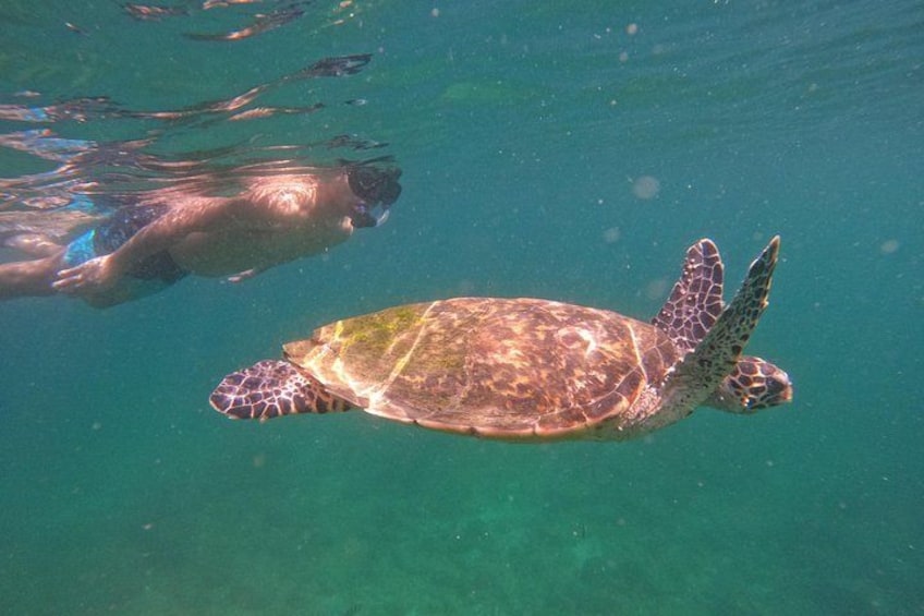 Una tortuga marina nada bajo el agua, con una persona al fondo. 3