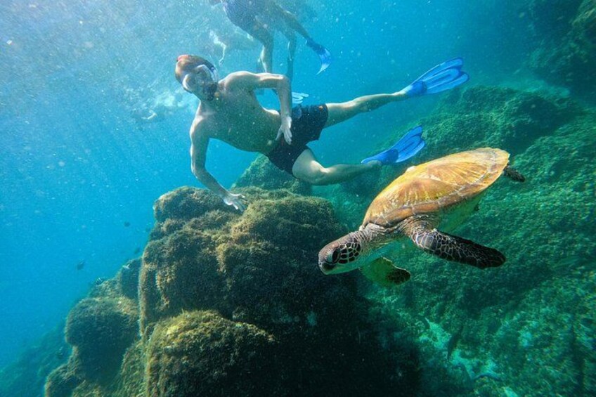 Snorkeling with turtles in Fujairah 5