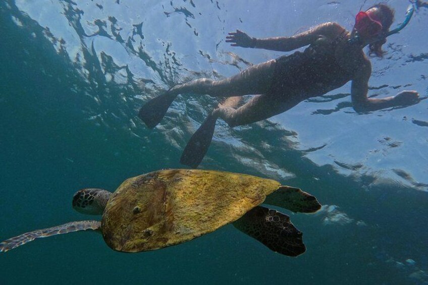 Snorkeling with turtles in Fujairah 4