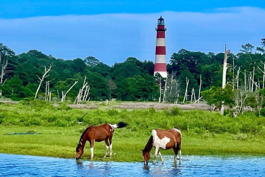 Chincoteague's Kayak Tour around the Islands 2