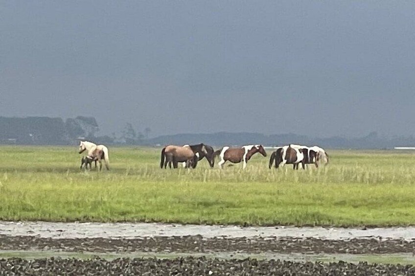 Chincoteague's and Assateague’s Grand Boat Tour with Capt.John 4