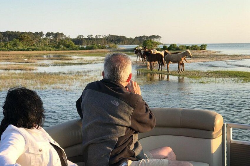 Chincoteague's and Assateague’s Grand Boat Tour with Capt.John 1