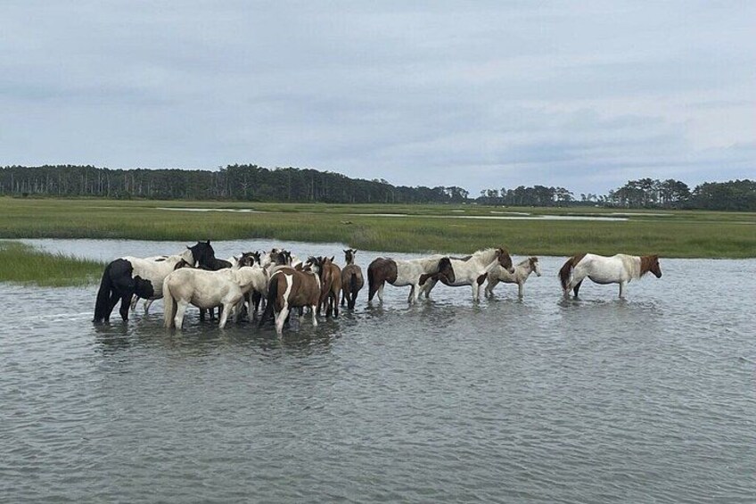 Chincoteague's and Assateague’s Grand Boat Tour with Capt.John 3