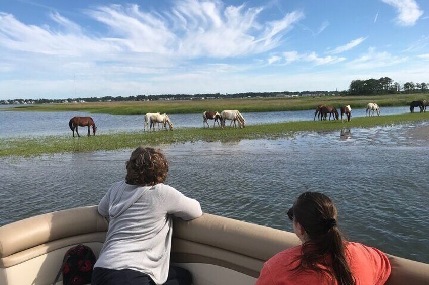 Grand Boat Tour around Chincoteague and Assateague Islands