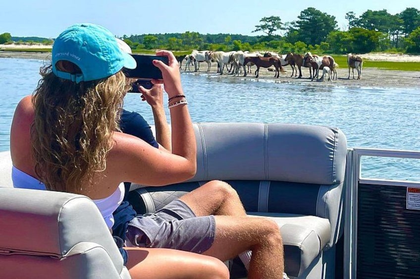 Chincoteague's and Assateague’s Grand Boat Tour with Capt.John 4