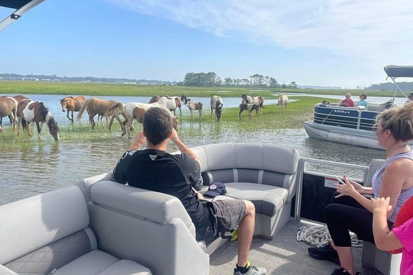 Chincoteague's and Assateague’s Grand Boat Tour with Capt.John 3
