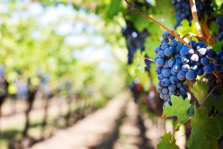 Half-Day Wine Tour- Shared 1