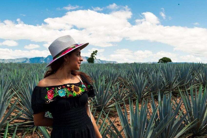 A person standing in a field of agave plants with mountains in the background. 1