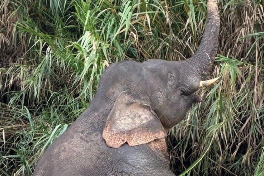 Un elefante con colmillos y una oreja grande, rodeado de hierba alta. 2