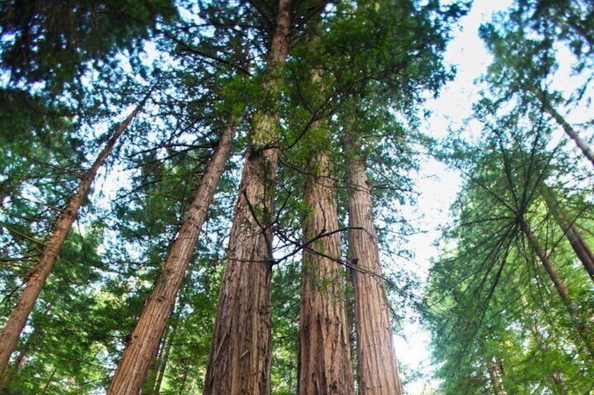 Redwoods of Marin and Mt. Tamalpais Walking Tour with Local Guide 2