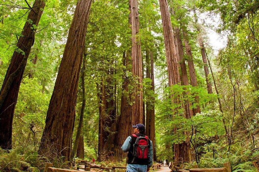 Walk among ancient redwood groves 1