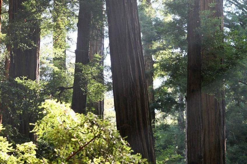 Redwoods of Marin and Mt. Tamalpais Walking Tour with Local Guide 5