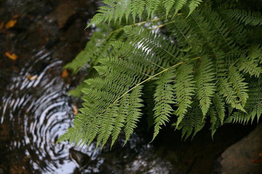 Redwoods of Marin and Mt. Tamalpais Walking Tour with Local Guide 3