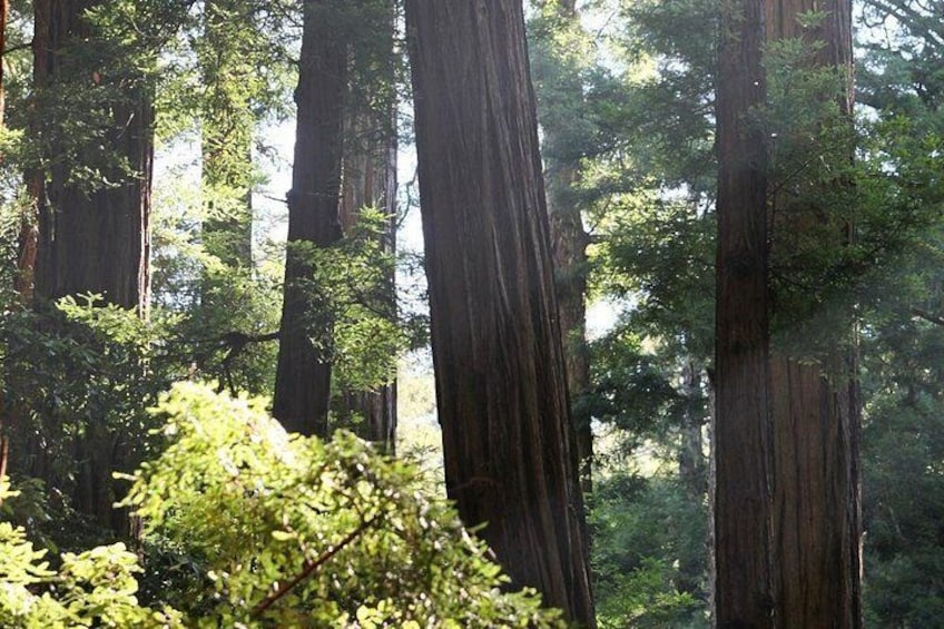 Redwoods of Marin and Mt. Tamalpais Walking Tour with Local Guide 5