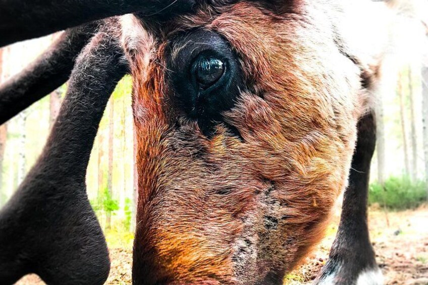 Close-up van een dierengezicht, mogelijk van een hert, met zichtbare vachttextuur en een donker oog. 2
