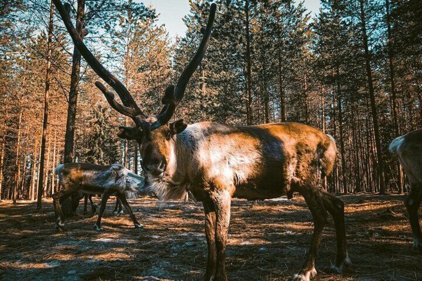 Reindeer Farm Summer Experience 1