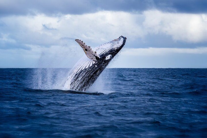A whale breaching the ocean surface. 2