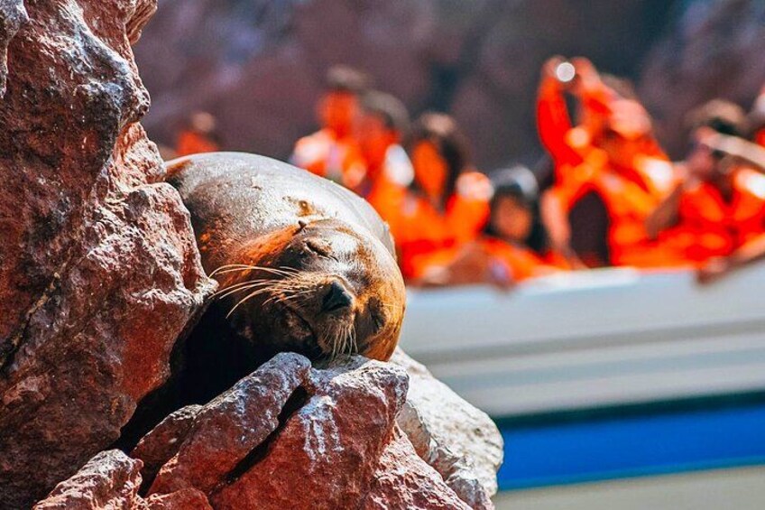 Ballestas Island, Paracas 2