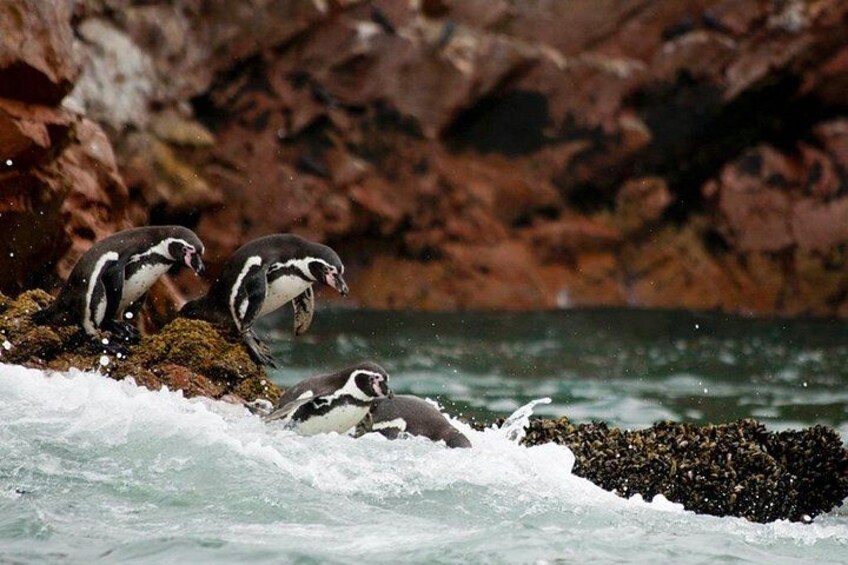 Ballestas Island, Paracas 3