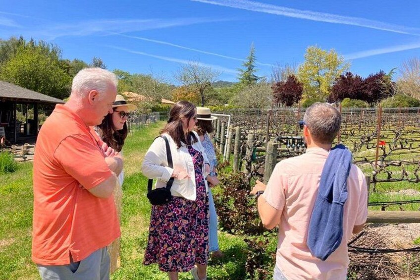 Vineyards tour with Vintner 3