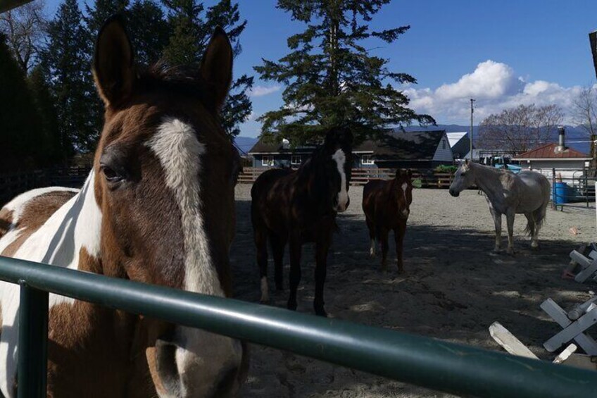 Leghorn Ranch horses