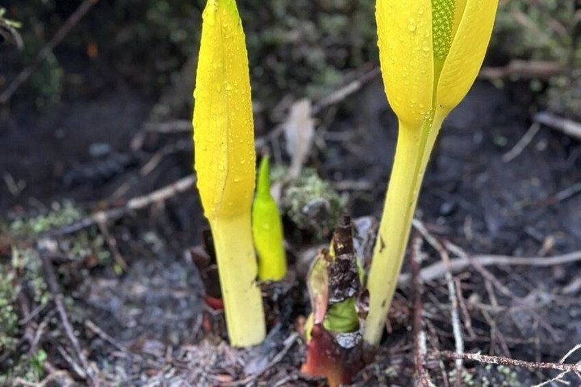 Een plant met gele bloemen en groene bladeren in een natuurlijke omgeving. 2