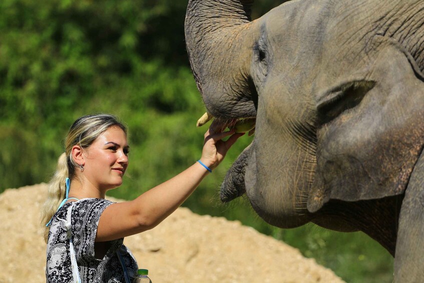 En person fodrer en elefant. 2
