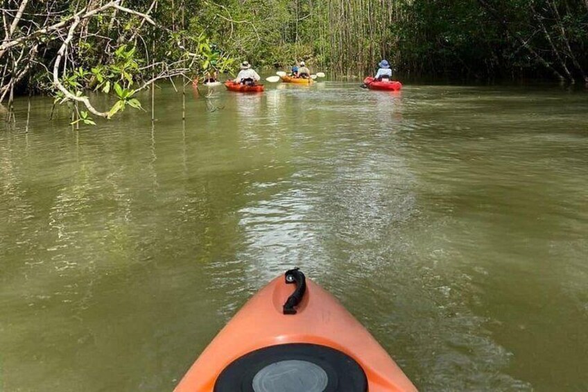 Kayak Mangrove Tour in Manuel Antonio 5