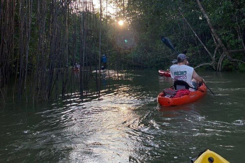 Kayak Mangrove Tour in Manuel Antonio 1